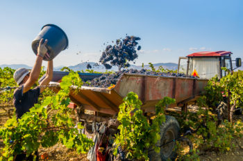 Vendanges 2022 : un emploi cumulable avec le Rsa en Indre-et-Loire